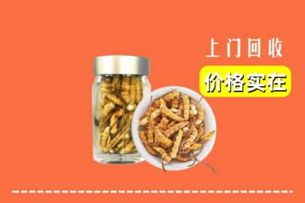 怀化市鹤城回收散虫草