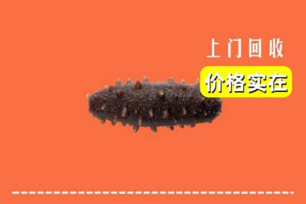怀化市鹤城回收海参